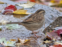 White throated Sparrow